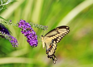 Giant Swallowtail On Butterfly Bush